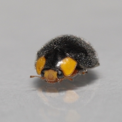 Apolinus lividigaster (Yellow Shouldered Ladybird) at Evatt, ACT - 10 Jun 2022 by TimL