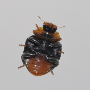 Apolinus lividigaster at Evatt, ACT - 10 Jun 2022