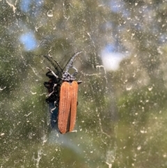 Porrostoma sp. (genus) (Lycid, Net-winged beetle) at Brindabella National Park - 28 Dec 2020 by JimL