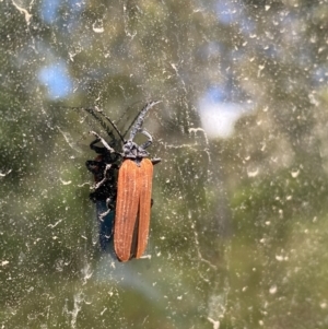 Porrostoma sp. (genus) at Uriarra, NSW - 29 Dec 2020