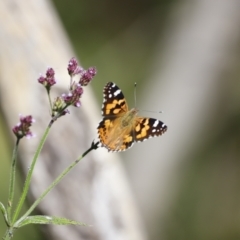 Vanessa kershawi (Australian Painted Lady) at Tidbinbilla Nature Reserve - 7 Mar 2021 by JimL