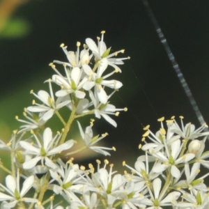 Bursaria spinosa at Paddys River, ACT - 13 Feb 2022