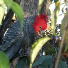 Callocephalon fimbriatum (Gang-gang Cockatoo) at Googong, NSW - 17 Jun 2022 by Wandiyali