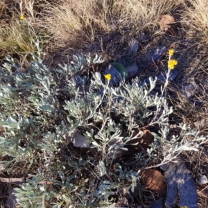 Chrysocephalum apiculatum at Kambah, ACT - 15 Jun 2022