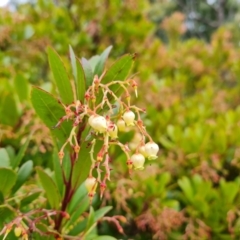 Arbutus unedo (Strawberry Tree) at Jerrabomberra, ACT - 17 Jun 2022 by Mike
