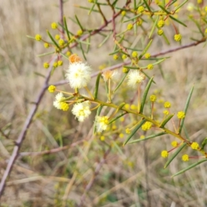 Acacia genistifolia at Jerrabomberra, ACT - 17 Jun 2022