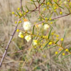 Acacia genistifolia (Early Wattle) at Isaacs Ridge and Nearby - 17 Jun 2022 by Mike