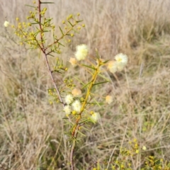 Acacia genistifolia at Jerrabomberra, ACT - 17 Jun 2022