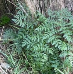 Conium maculatum at Karabar, NSW - 17 Jun 2022