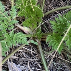 Conium maculatum at Karabar, NSW - 17 Jun 2022 01:14 PM