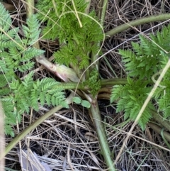 Conium maculatum at Karabar, NSW - 17 Jun 2022