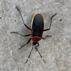 Dindymus versicolor (Harlequin Bug) at QPRC LGA - 17 Jun 2022 by Steve_Bok