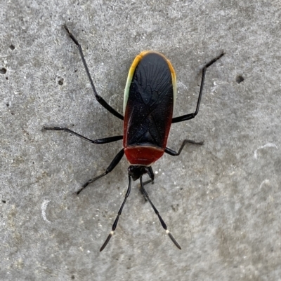 Dindymus versicolor (Harlequin Bug) at Karabar, NSW - 17 Jun 2022 by Steve_Bok