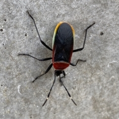 Dindymus versicolor (Harlequin Bug) at Karabar, NSW - 17 Jun 2022 by Steve_Bok
