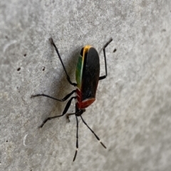 Dindymus versicolor at Karabar, NSW - 17 Jun 2022