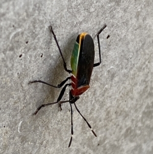 Dindymus versicolor at Karabar, NSW - 17 Jun 2022 01:47 PM