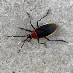 Dindymus versicolor at Karabar, NSW - 17 Jun 2022 01:47 PM