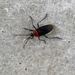 Dindymus versicolor at Karabar, NSW - 17 Jun 2022