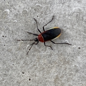 Dindymus versicolor at Karabar, NSW - 17 Jun 2022 01:47 PM