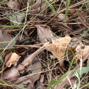 Singerocybe clitocyboides at Lyons, ACT - 10 Apr 2022 11:32 AM