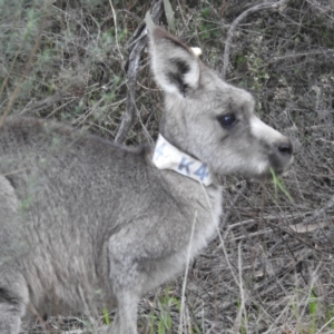 Macropus giganteus at Acton, ACT - 17 Jun 2022