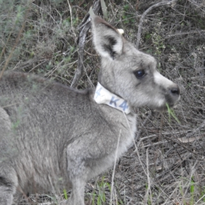 Macropus giganteus (Eastern Grey Kangaroo) at ANBG - 17 Jun 2022 by HelenCross