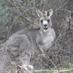 Macropus giganteus at Acton, ACT - 17 Jun 2022