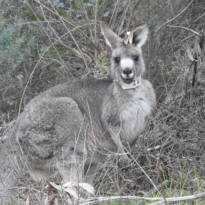 Macropus giganteus at Acton, ACT - 17 Jun 2022 03:43 PM