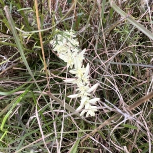 Hypericum perforatum at Molonglo Valley, ACT - 17 Jun 2022