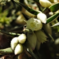 Melichrus urceolatus (Urn Heath) at Mulligans Flat - 17 Jun 2022 by JohnBundock