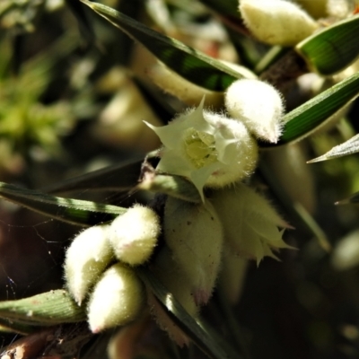 Melichrus urceolatus (Urn Heath) at Mulligans Flat - 17 Jun 2022 by JohnBundock