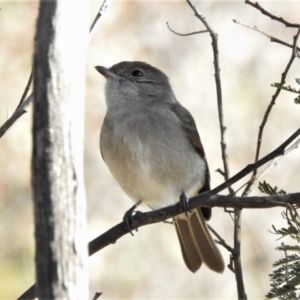 Pachycephala pectoralis at Forde, ACT - 17 Jun 2022