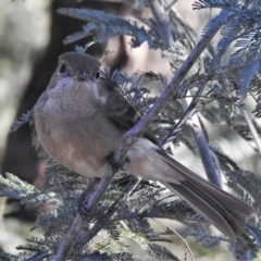 Pachycephala pectoralis at Forde, ACT - 17 Jun 2022