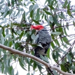 Callocephalon fimbriatum (Gang-gang Cockatoo) at Penrose, NSW - 17 Jun 2022 by Aussiegall