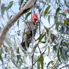 Callocephalon fimbriatum at Penrose, NSW - suppressed