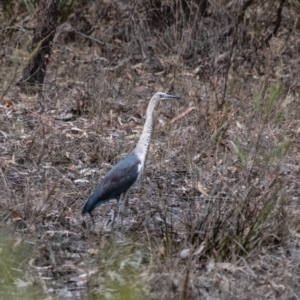 Ardea pacifica at Penrose, NSW - 17 Jun 2022