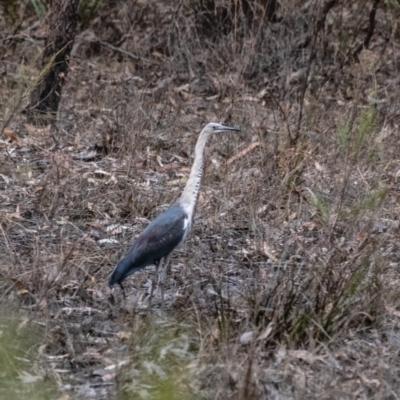 Ardea pacifica (White-necked Heron) at Penrose - 17 Jun 2022 by Aussiegall