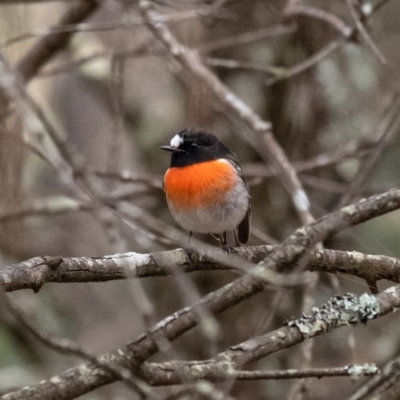 Petroica boodang (Scarlet Robin) at Penrose - 17 Jun 2022 by Aussiegall