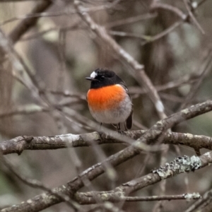 Petroica boodang (Scarlet Robin) at Penrose, NSW by Aussiegall
