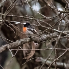 Petroica boodang at Penrose, NSW - 17 Jun 2022 03:56 PM