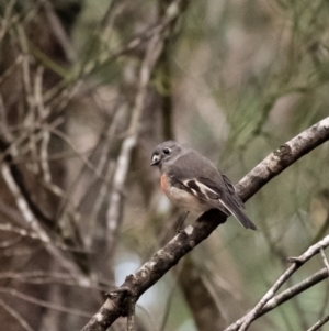 Petroica boodang at Penrose, NSW - 17 Jun 2022 03:56 PM