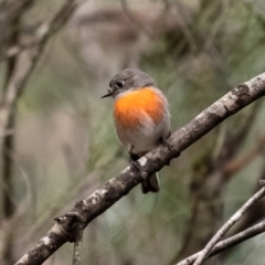 Petroica boodang at Penrose, NSW - 17 Jun 2022 03:56 PM