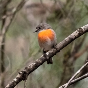 Petroica boodang at Penrose, NSW - 17 Jun 2022 03:56 PM