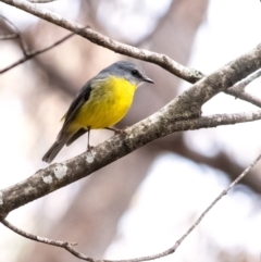 Eopsaltria australis (Eastern Yellow Robin) at Penrose - 17 Jun 2022 by Aussiegall