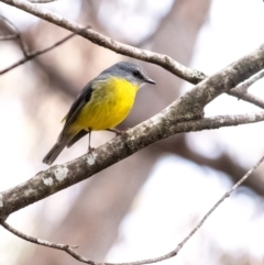 Eopsaltria australis (Eastern Yellow Robin) at Penrose, NSW - 17 Jun 2022 by Aussiegall