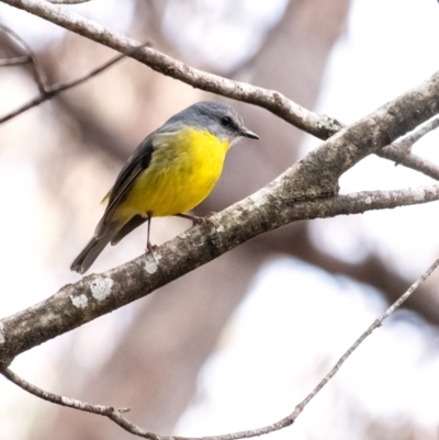 Eopsaltria australis (Eastern Yellow Robin) at Wingecarribee Local Government Area - 17 Jun 2022 by Aussiegall