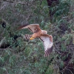 Circus assimilis (Spotted Harrier) at Wingecarribee Local Government Area - 10 Feb 2020 by NigeHartley