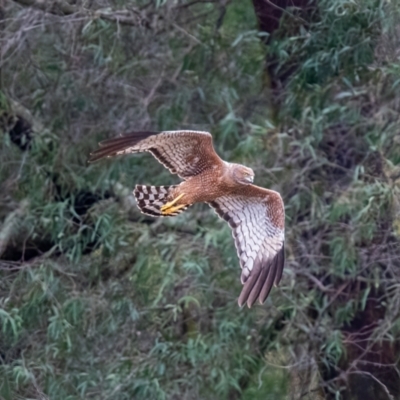 Circus assimilis (Spotted Harrier) at Penrose - 10 Feb 2020 by NigeHartley