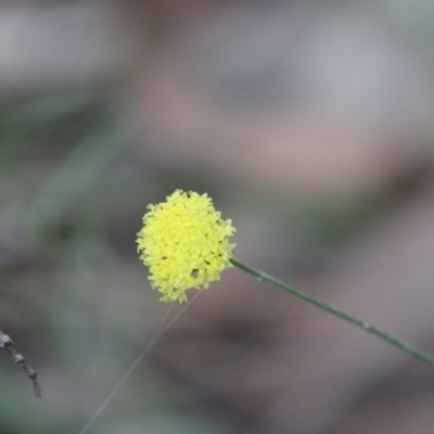 Leptorhynchos nitidulus (Shiny Buttons) at Moruya, NSW - 17 Jun 2022 by LisaH