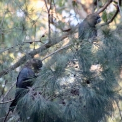 Calyptorhynchus lathami lathami (Glossy Black-Cockatoo) at Broulee Moruya Nature Observation Area - 16 Jun 2022 by LisaH